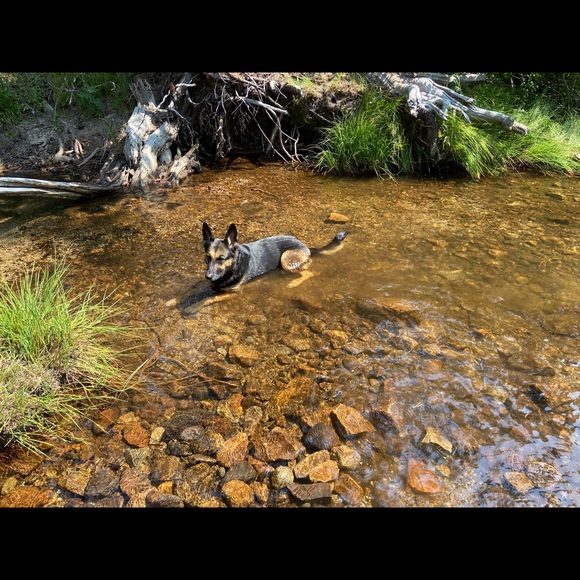 PSA : My Furry Friends - Picture 12 of 12